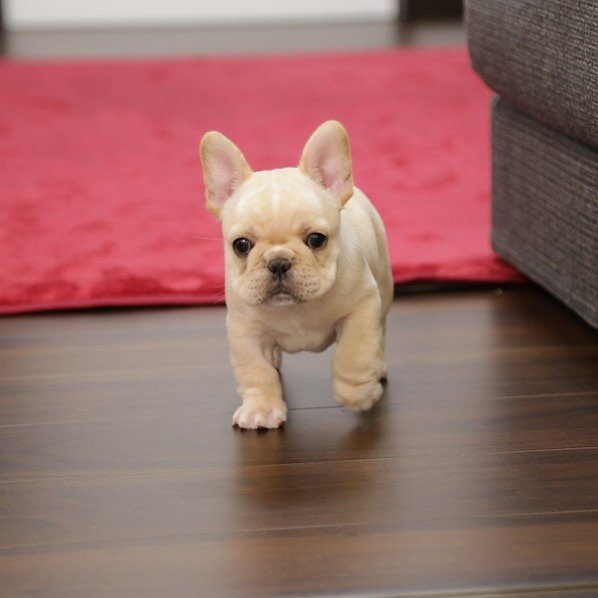 french bulldog for sale