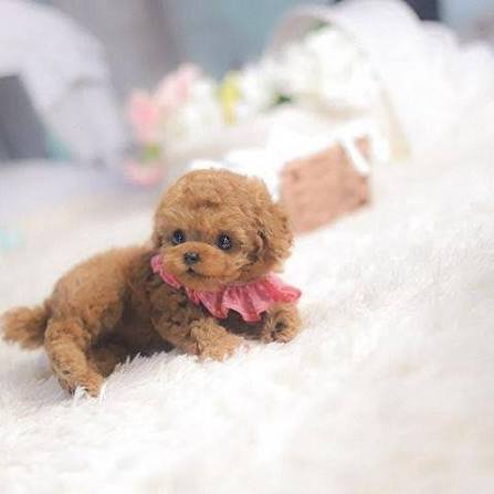 Puppy’s First Night Home: Tips for a Better Bedtime