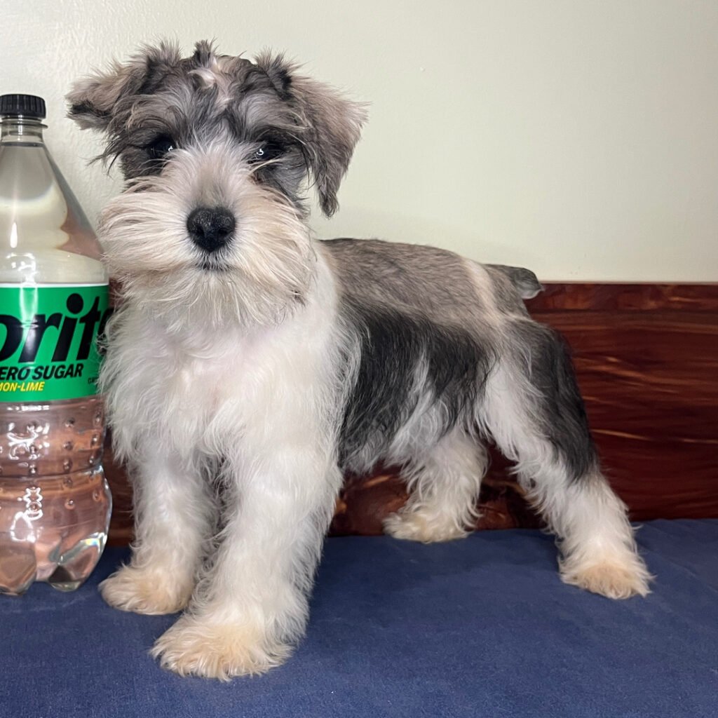 teacup schnauzer dogs for sale