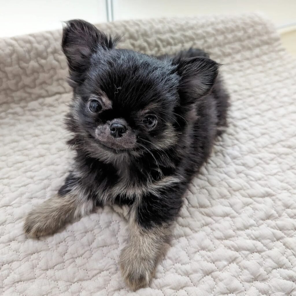 chihuahua puppy for sale