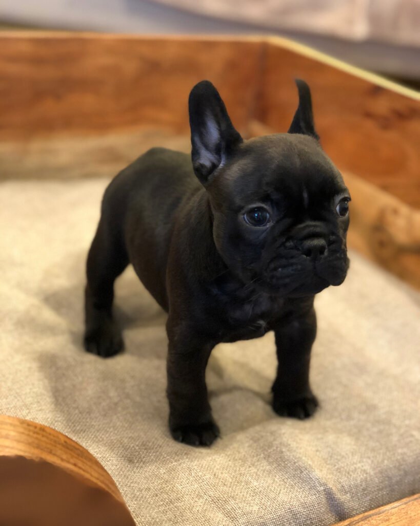 french bulldog for sale