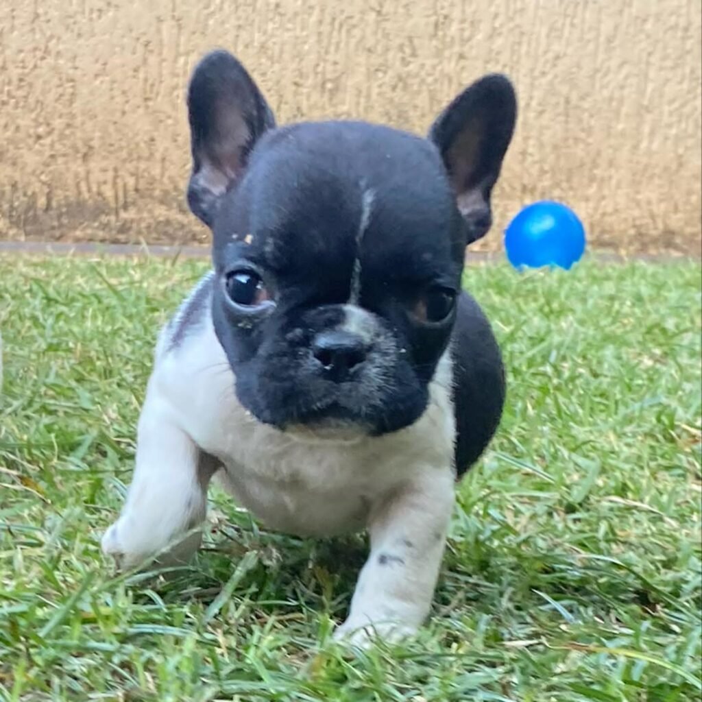 mini french bulldog for sale