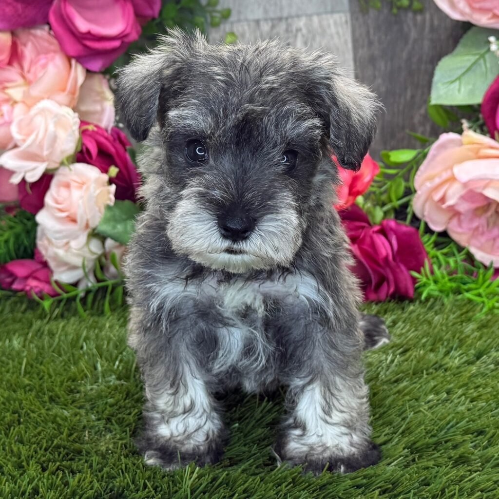 teacup miniature schnauzer for sale