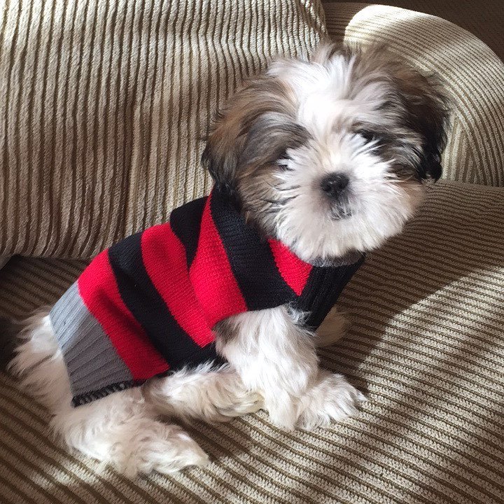 teacup shih tzu for sale