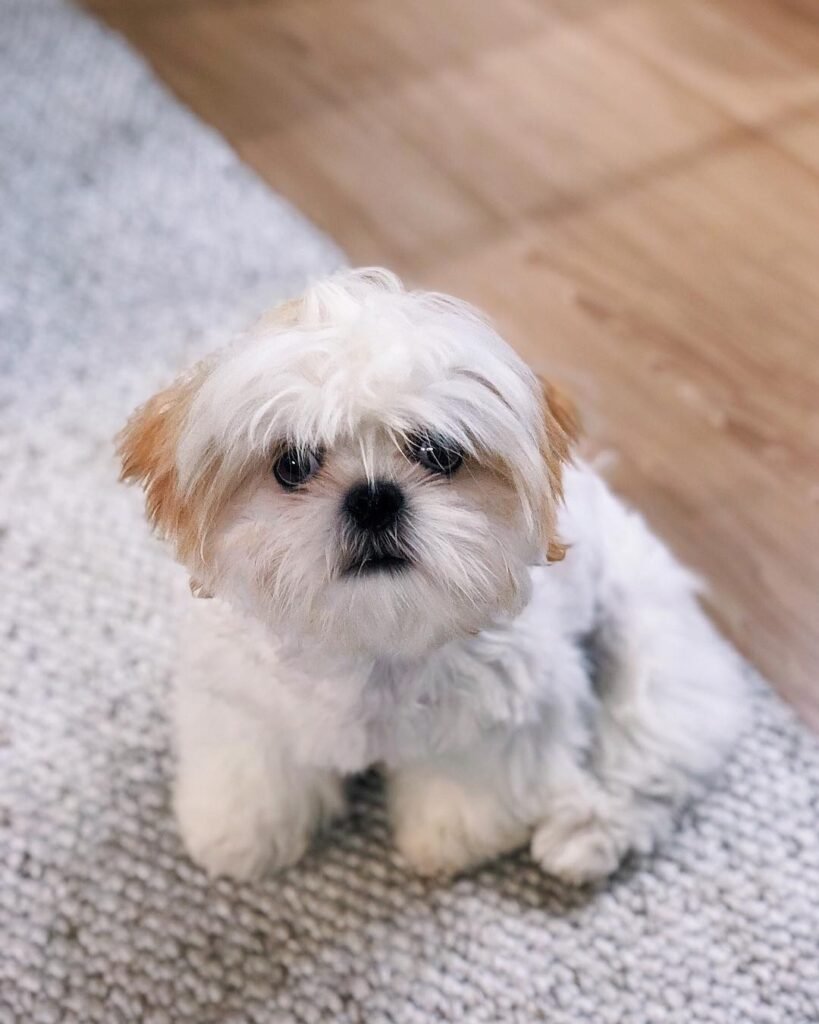 shih tzu dogs for sale