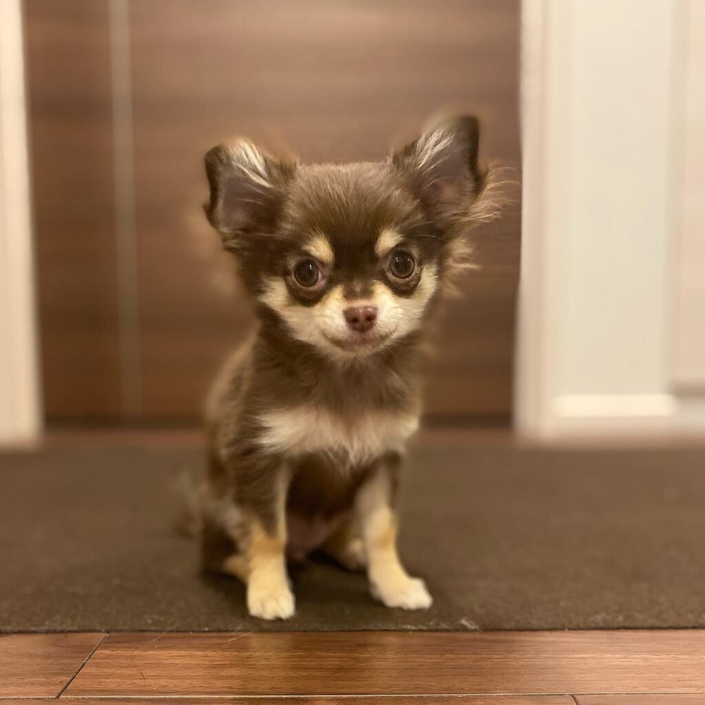 teacup chihuahua puppies for sale near me