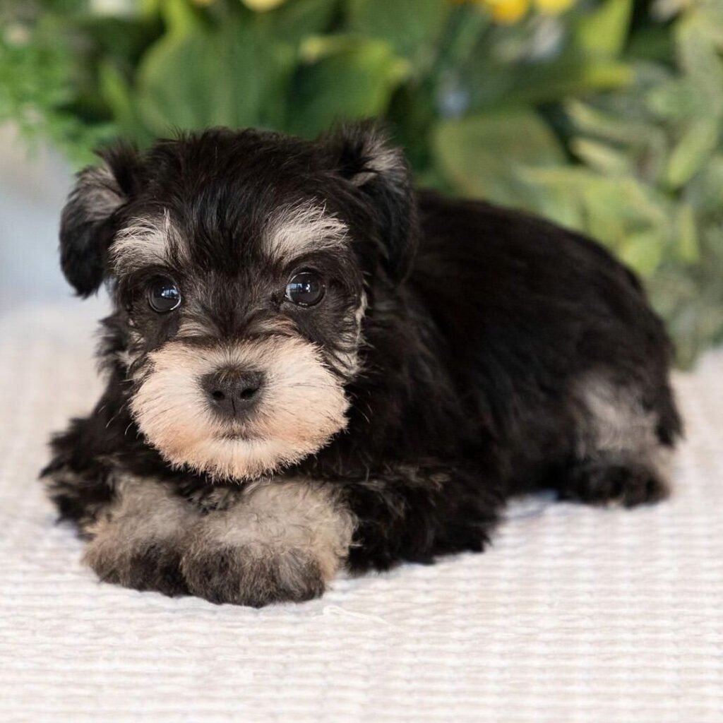 schnauzer puppies for sale