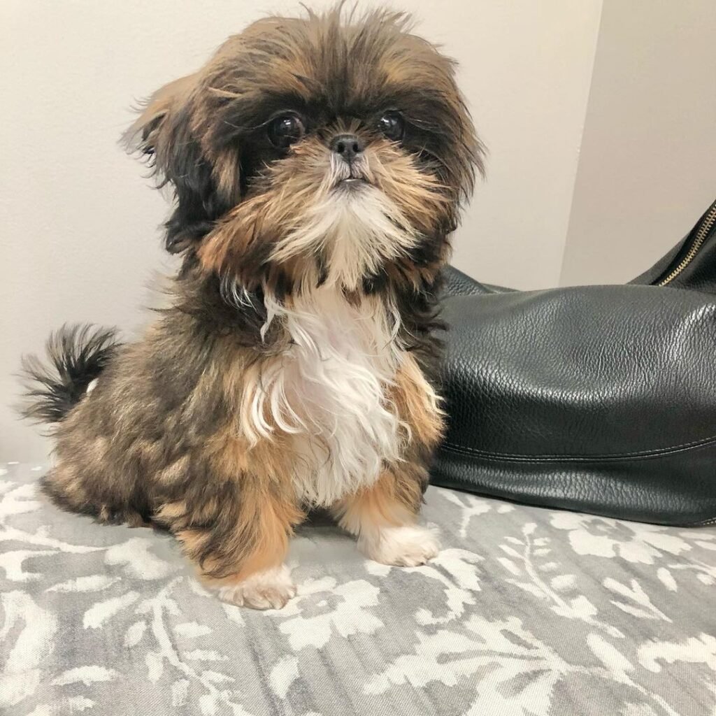 shih-tzu puppies for sale