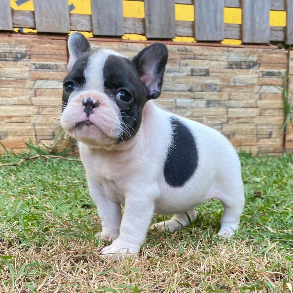 french bulldog puppies for sale