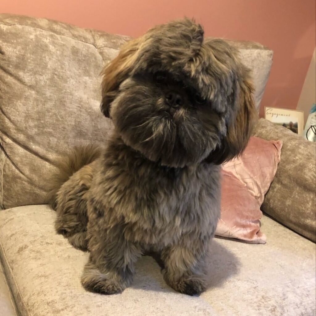 shih-tzu puppies for sale