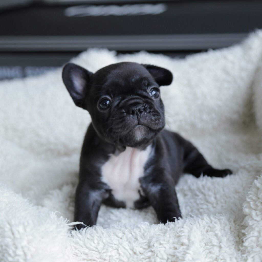 teacup French Bulldog puppies for sale