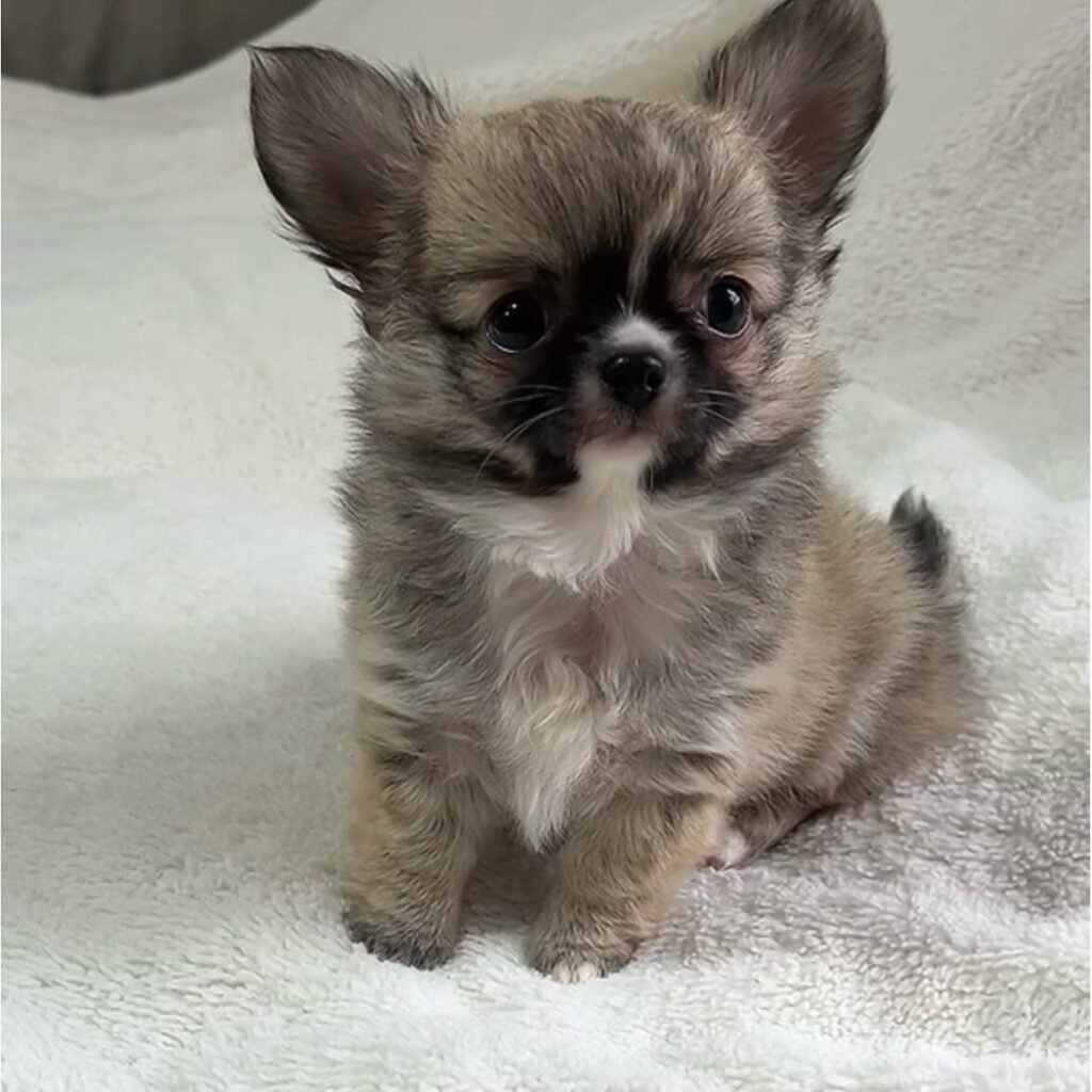 teacup chihuahua puppies for sale