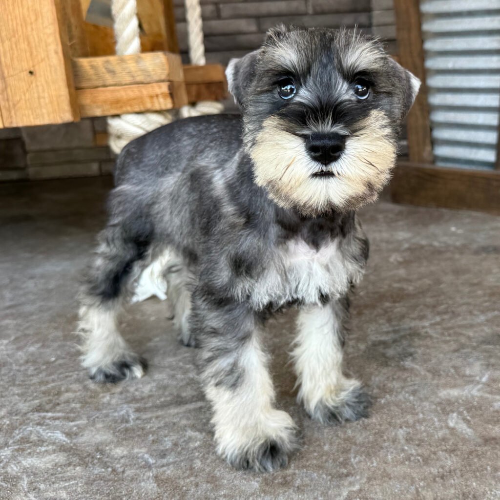 teacup schnauzer puppies for sale