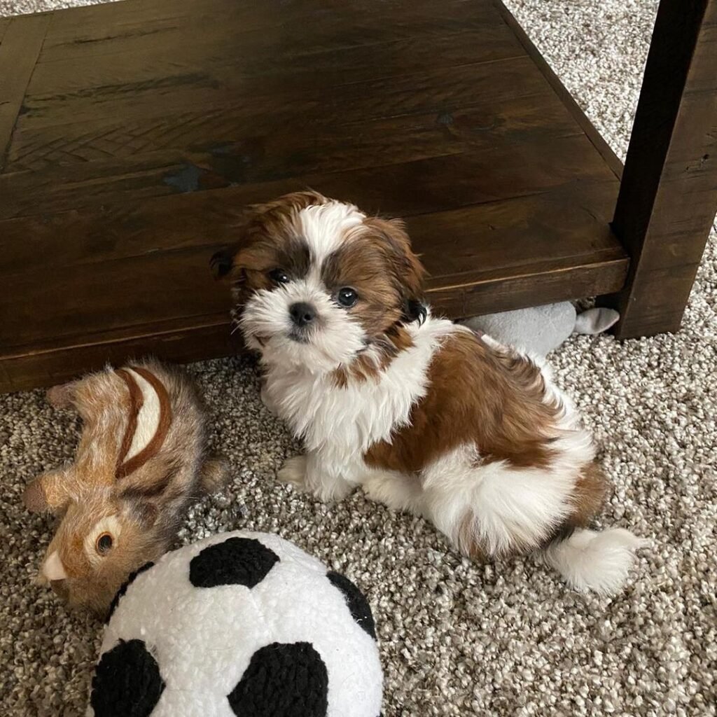 shih tzu puppies for sale