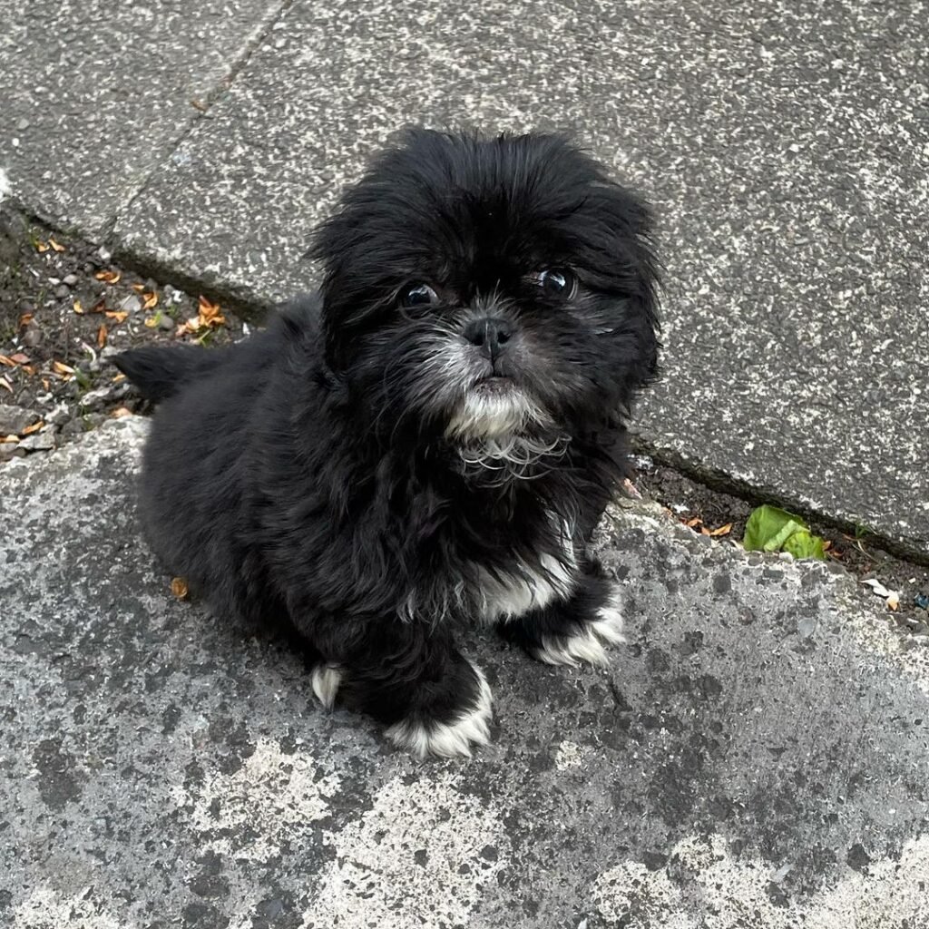 teacup shih tzu puppies for sale