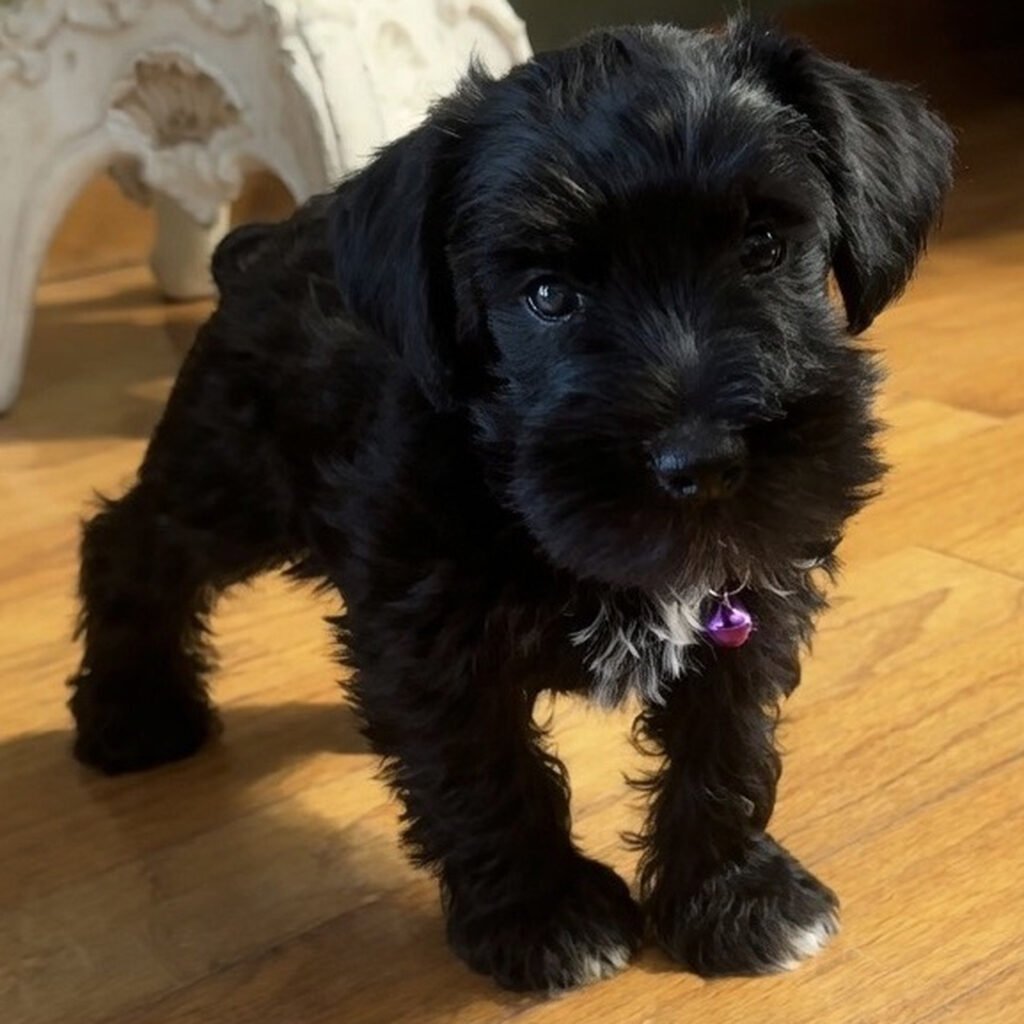 teacup schnauzer puppies for sale