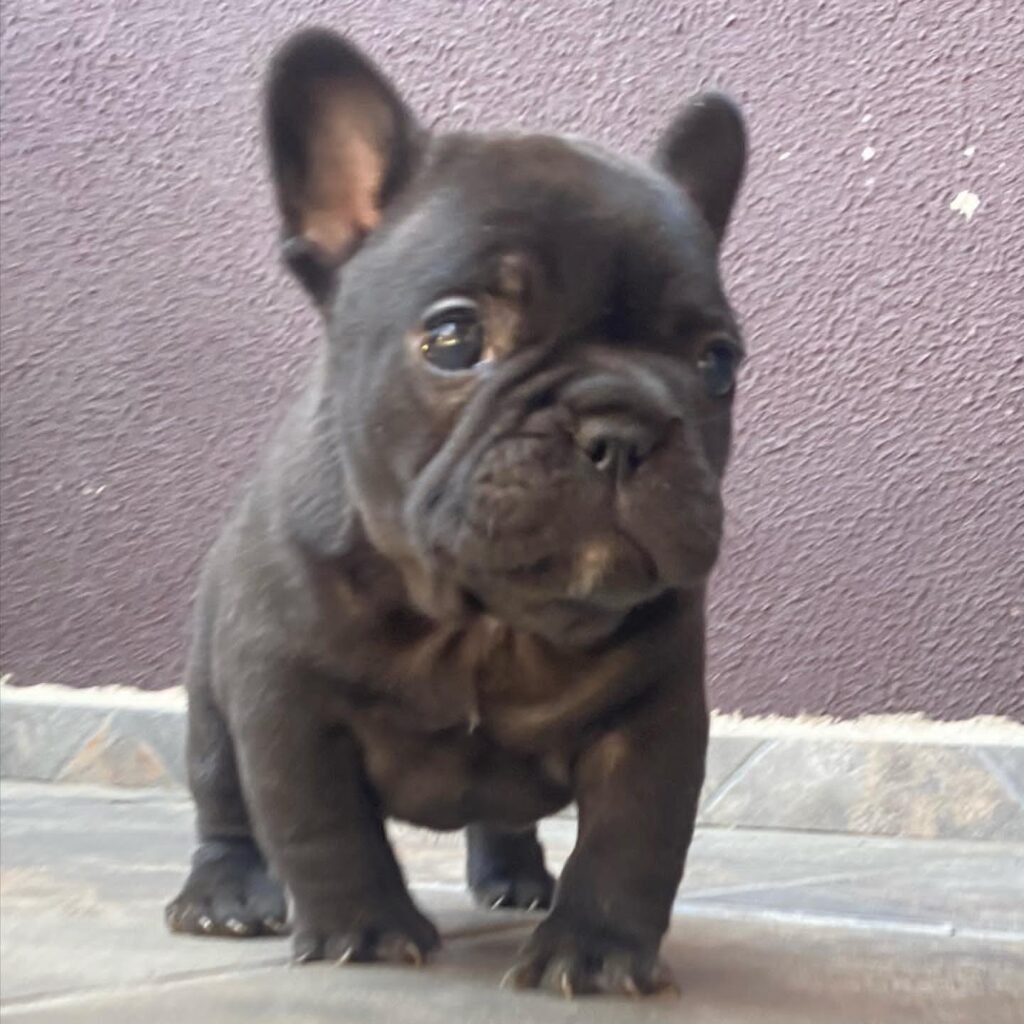 teacup french bulldog puppies for sale