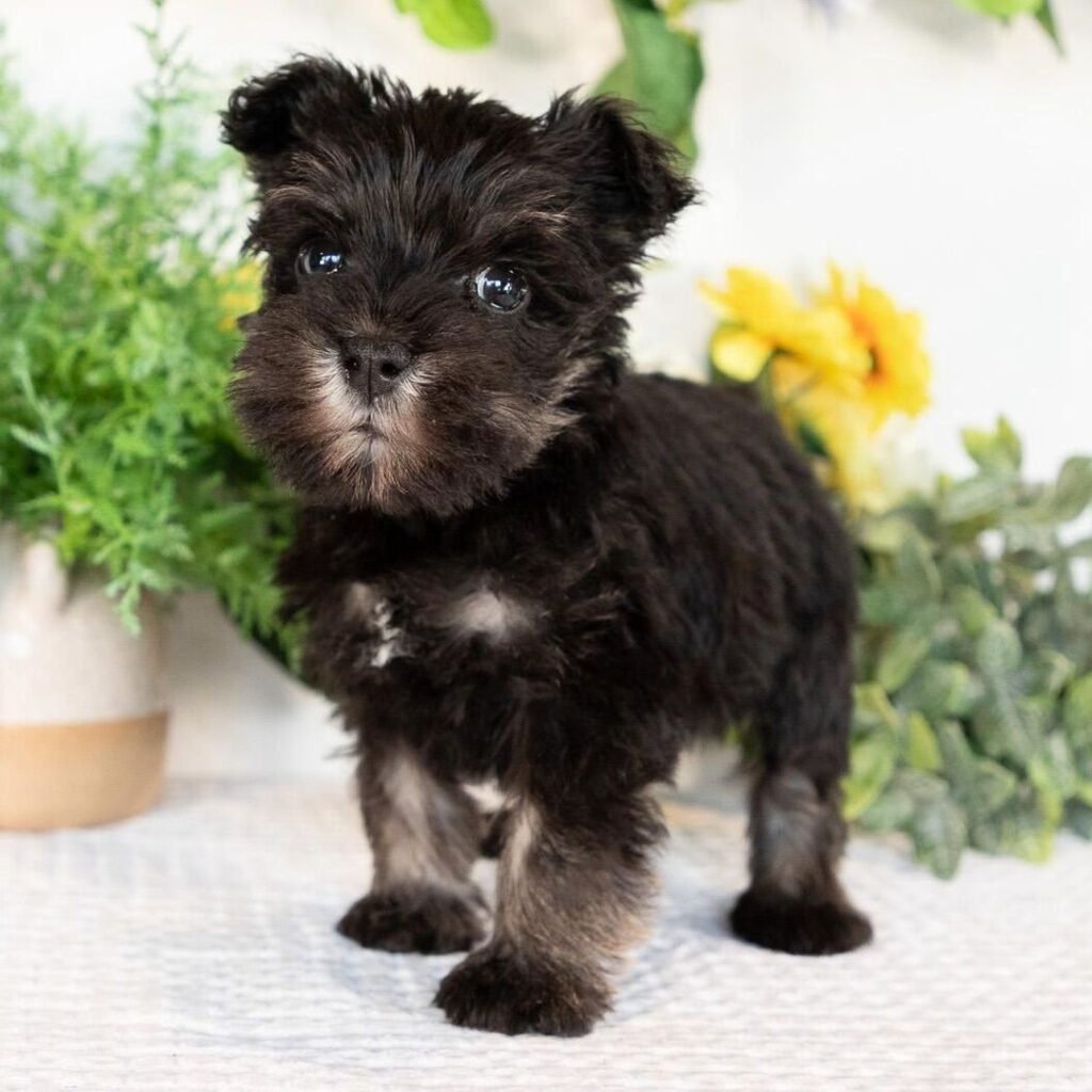 miniature schnauzer for sale