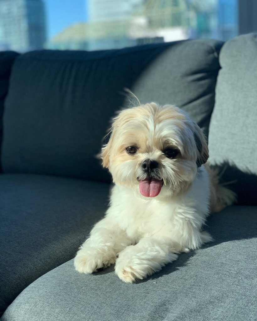 teacup shih tzu puppies for sale